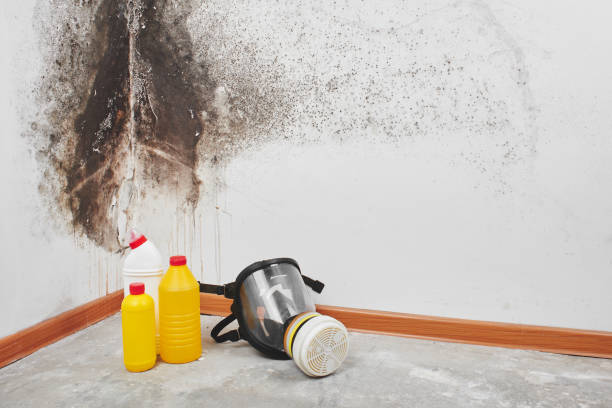Best Office Mold Removal Services  in Medina, NY