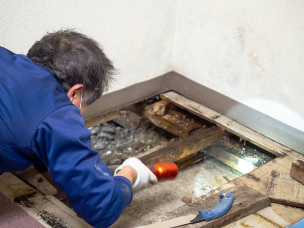 Best Fast Mold Removal  in Medina, NY