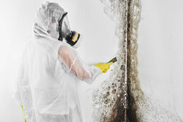 Best Mold Removal and Inspection  in Medina, NY