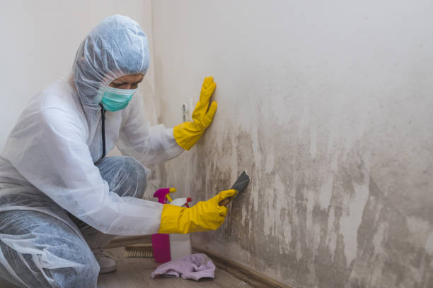 Best Crawl Space Mold Removal  in Medina, NY