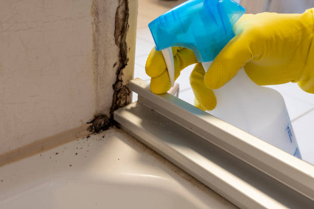 Best Best Mold Removal Companies  in Medina, NY