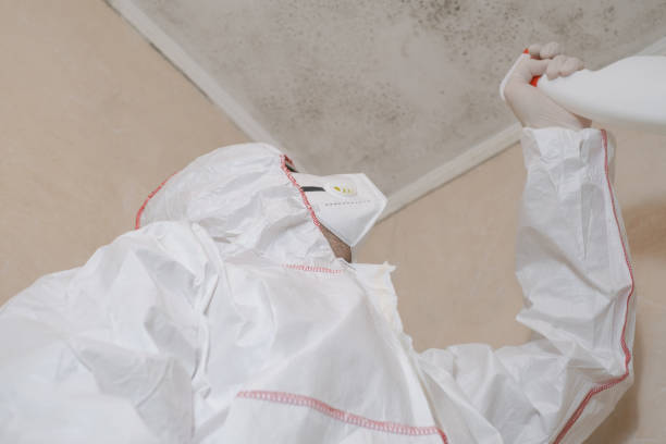 Mold Removal and Inspection in Medina, NY