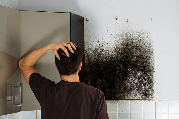 Best Mold Remediation Experts  in Medina, NY