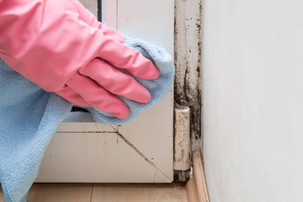 Best Residential Mold Removal  in Medina, NY